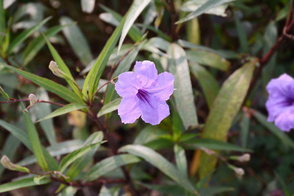 尊龙时凯·Z6(中国区)人生就是拼搏!